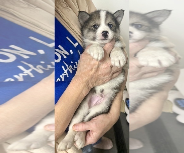 Medium Photo #63 Pomsky-Shiba Inu Mix Puppy For Sale in NASHUA, NH, USA