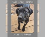 Small #5 Labrador Retriever
