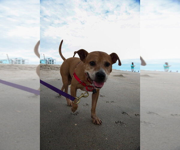 Medium Photo #17 Staffordshire Bull Terrier-Unknown Mix Puppy For Sale in Raleigh, NC, USA