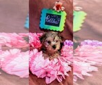 Small #1 Yorkshire Terrier