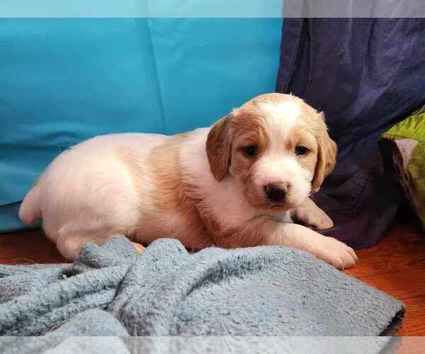 Medium Photo #3 Brittany Puppy For Sale in WESTFIR, OR, USA