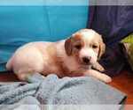 Small Photo #3 Brittany Puppy For Sale in WESTFIR, OR, USA