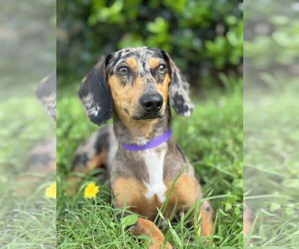 Medium Photo #3 Dachshund Puppy For Sale in PIPE CREEK, TX, USA