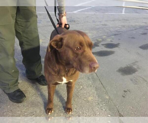 Medium Photo #1 Labrador Retriever Puppy For Sale in Bakersfield, CA, USA