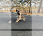 Small #2 German Shepherd Dog