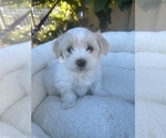 Puppy 3 Lhatese