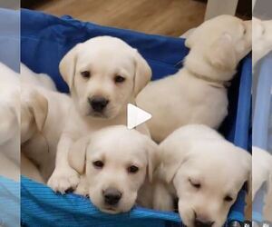 Labrador Retriever Puppy for sale in CANYON CNTRY, CA, USA