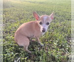 Small #2 Chiweenie