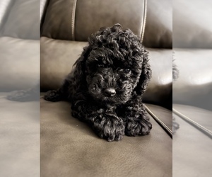 YorkiePoo Puppy for Sale in SUMTER, South Carolina USA