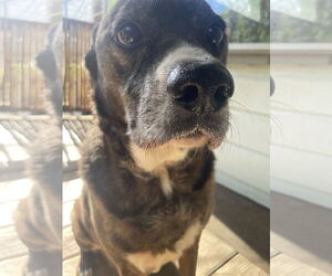 Jackson *FOSTER NEEDED TOO! - Male Retriever -Unknown Mix Dog for Adoption - Photo #6