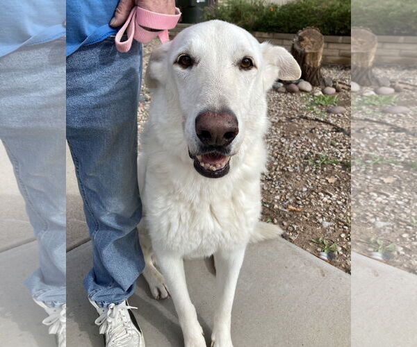 Medium Photo #3 - Mix Puppy For Sale in Phoenix, AZ, USA