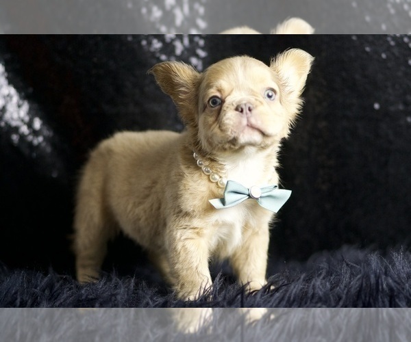 Medium Photo #79 French Bulldog Puppy For Sale in WARSAW, IN, USA