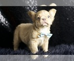 Small Photo #79 French Bulldog Puppy For Sale in WARSAW, IN, USA