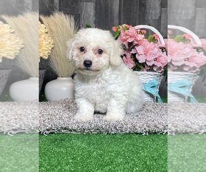 Bichon Frise Puppy for sale in CANOGA, NY, USA