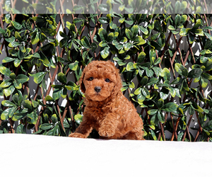 Poodle (Toy) Puppy for sale in LITTLEROCK, CA, USA
