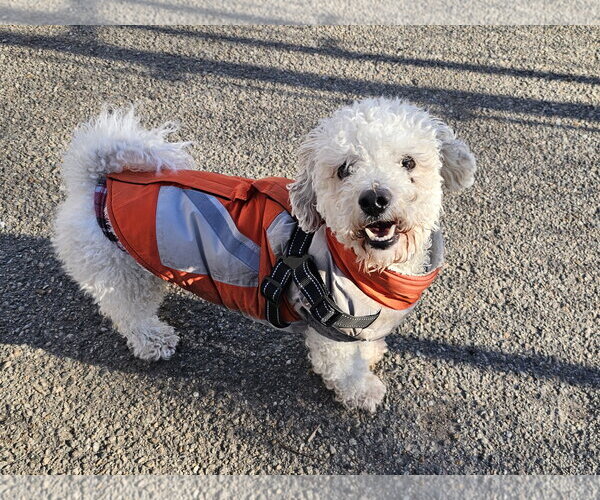 Medium Photo #6 Bichon Frise Puppy For Sale in Bloomingdale, NJ, USA