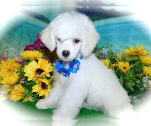 Maltipoo-Poodle (Toy) Mix Puppy for sale in HAMMOND, IN, USA