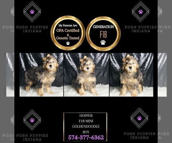 Medium Photo #2 Goldendoodle (Miniature) Puppy For Sale in WARSAW, IN, USA
