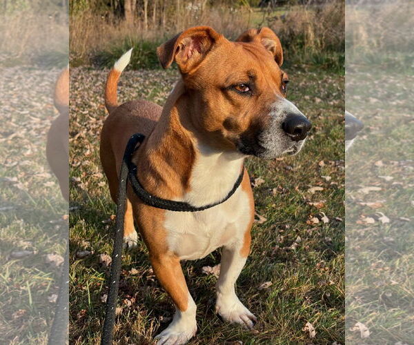 Medium Photo #16 Basset Hound-Unknown Mix Puppy For Sale in Hedgesville, WV, USA