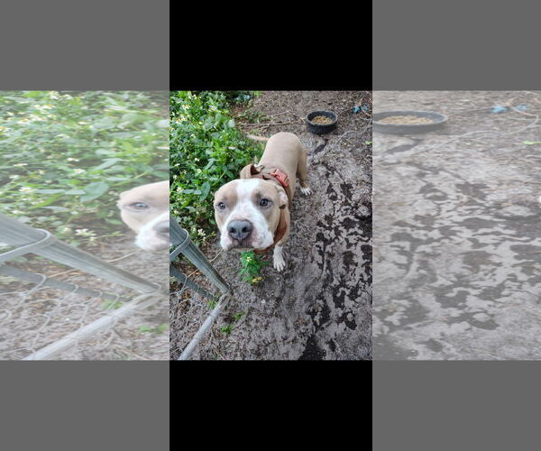Medium Photo #1 American Pit Bull Terrier-Unknown Mix Puppy For Sale in Sanford, FL, USA