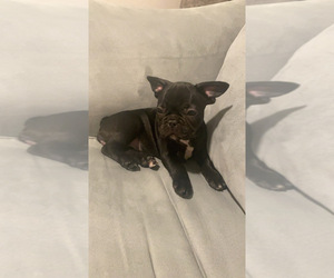 French Bulldog Puppy for sale in HERRIMAN, UT, USA