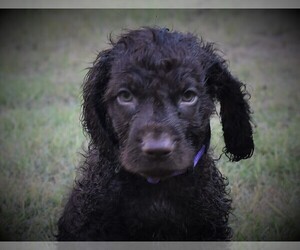 Boykin Spaniel Puppy for sale in FITZGERALD, GA, USA