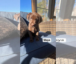 Puppy Maya Labrador Retriever