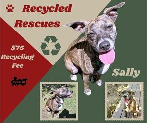 Unknown-Whippet Mix Dogs for adoption in Lindsay, CA, USA