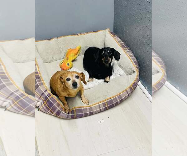 Medium Photo #1 Dachshund Puppy For Sale in York, SC, USA