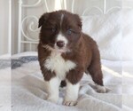 Small Photo #4 Border Collie Puppy For Sale in KINZERS, PA, USA