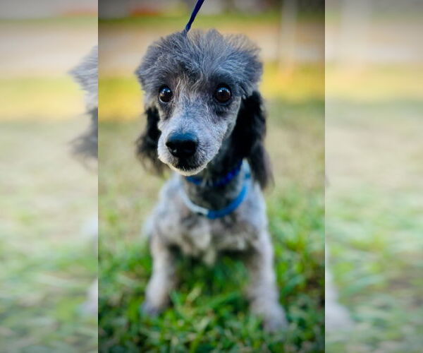 Medium Photo #2 Poodle (Toy) Puppy For Sale in Pacolet, SC, USA