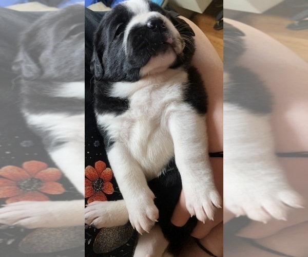 Medium Photo #6 Cane Corso-Saint Bernard Mix Puppy For Sale in WORCESTER, MA, USA