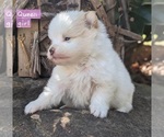 Small Photo #10 Pomeranian Puppy For Sale in COMER, GA, USA