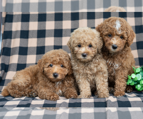 Medium Photo #2 Poodle (Miniature) Puppy For Sale in DORNSIFE, PA, USA