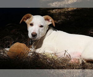 Pointer-Unknown Mix Dogs for adoption in Union, WV, USA