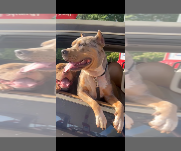 Medium Photo #1 American Bully Puppy For Sale in DECATUR, GA, USA