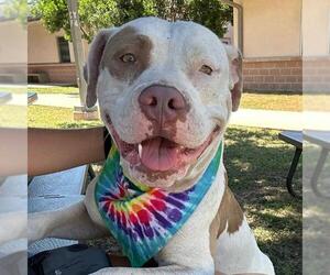 American Staffordshire Terrier Dogs for adoption in San Antonio, TX, USA