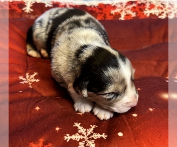 Medium Photo #7 Australian Shepherd Puppy For Sale in SALISBURY, NC, USA