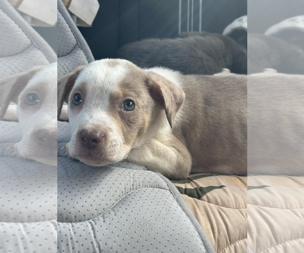 Medium Photo #1 Catahoula Leopard Dog-Unknown Mix Puppy For Sale in Sanford, FL, USA