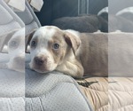 Small Catahoula Leopard Dog Mix