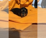 Puppy Cinnabon Dachshund