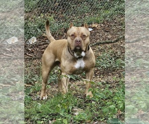 Father of the American Bully puppies born on 07/12/2026