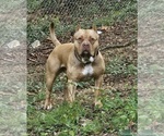 Small Photo #1 American Bully Puppy For Sale in SAINT ALBANS, WV, USA