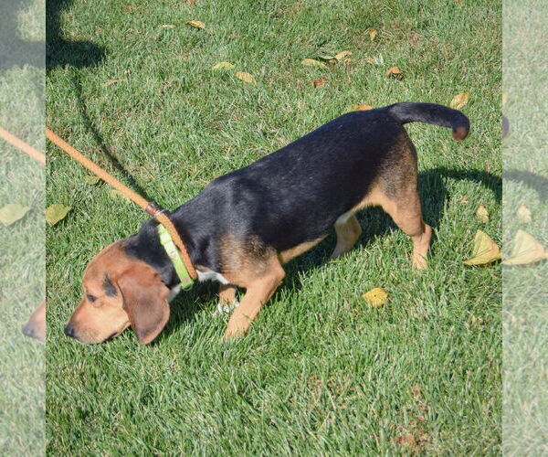 Medium Photo #4 Bagle Hound Puppy For Sale in Huntley, IL, USA