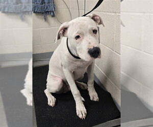 Mutt Dogs for adoption in Fayetteville, NC, USA