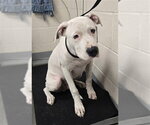 Small Mutt