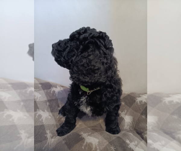 Medium Photo #4 Springerdoodle Puppy For Sale in MONTELLO, WI, USA