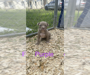 American Bully Puppy for sale in FORT SMITH, AR, USA
