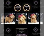 Puppy Strawberry F1 Maltipoo