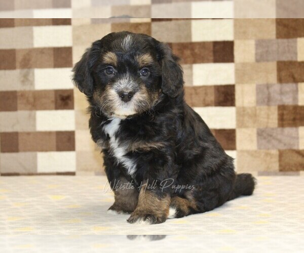Medium Photo #1 Miniature Bernedoodle Puppy For Sale in DENVER, PA, USA